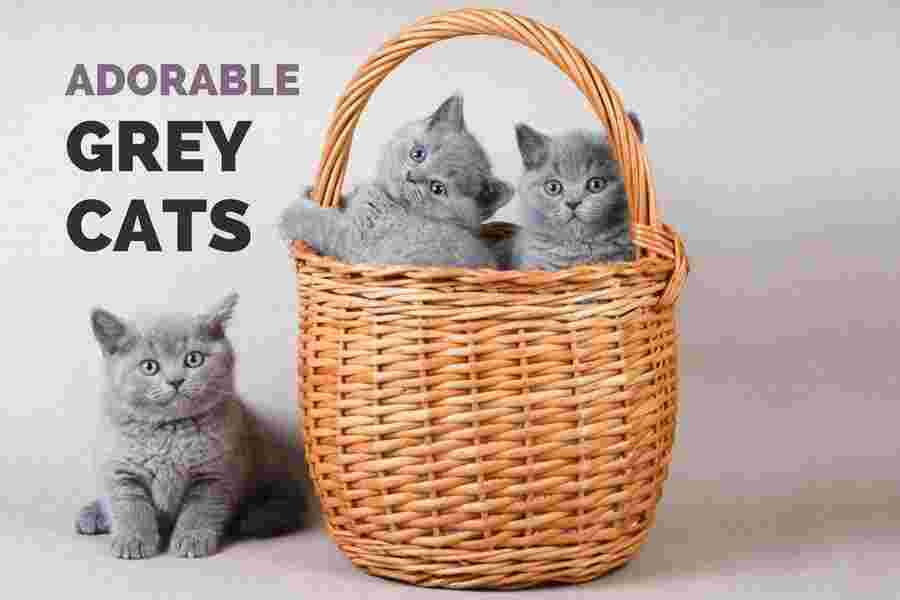 Adorable Meaning and Definition