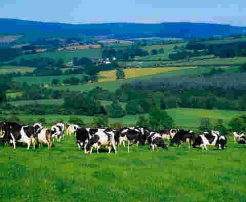 Agri Meaning and Definition