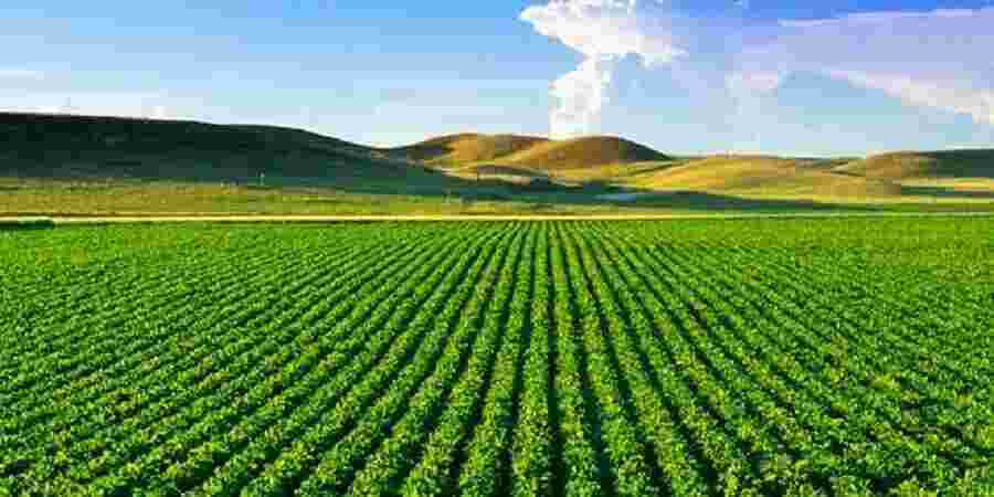 Agriculture Meaning and Definition