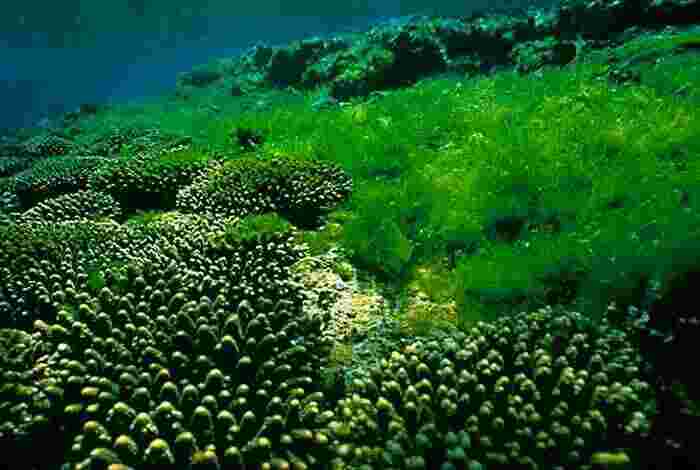 Algae Meaning and Definition