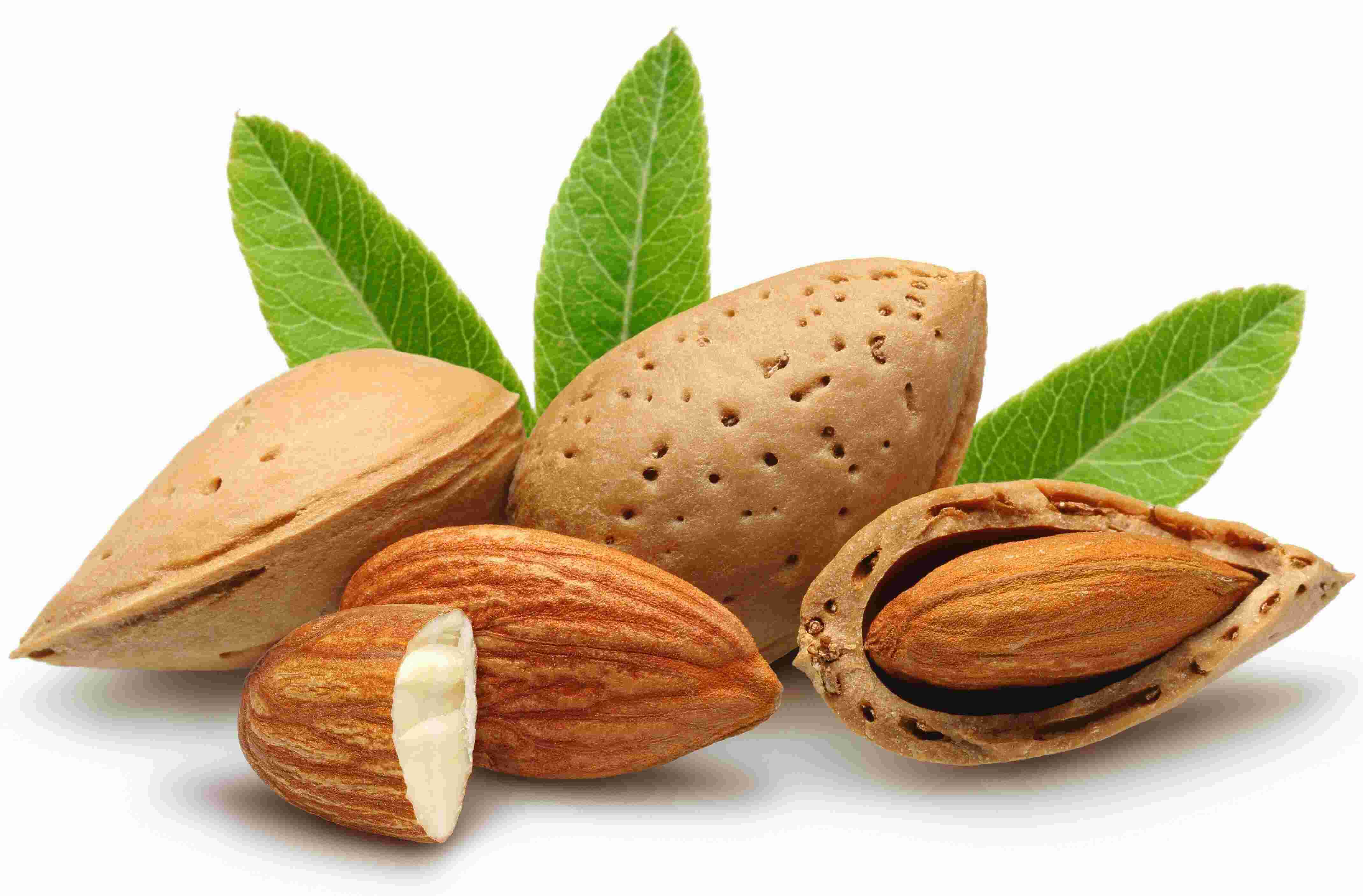 Almond Meaning and Definition