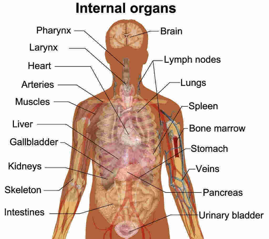 Anatomy Meaning and Definition