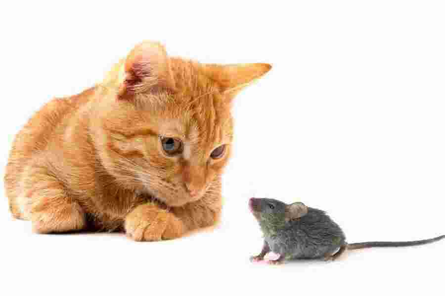 Animal Meaning and Definition