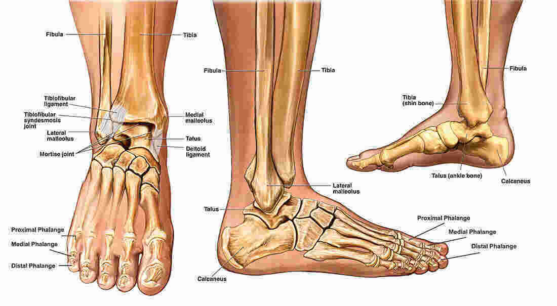 Ankle Meaning and Definition