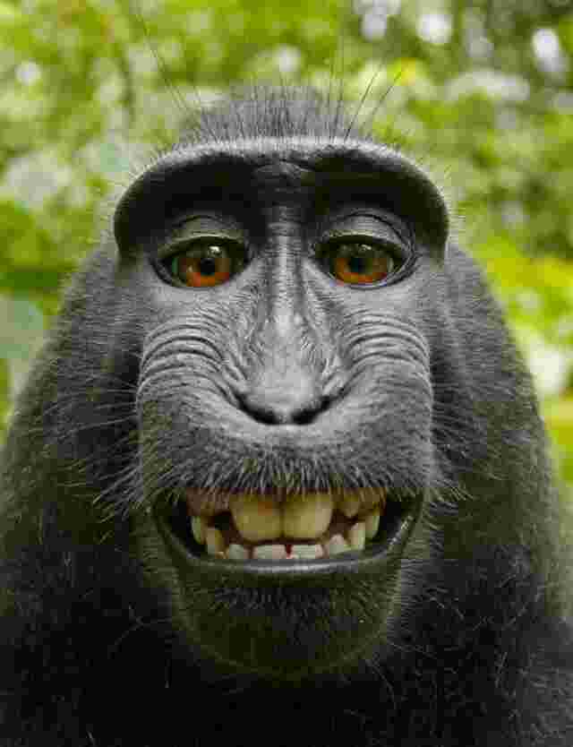 Ape Meaning and Definition