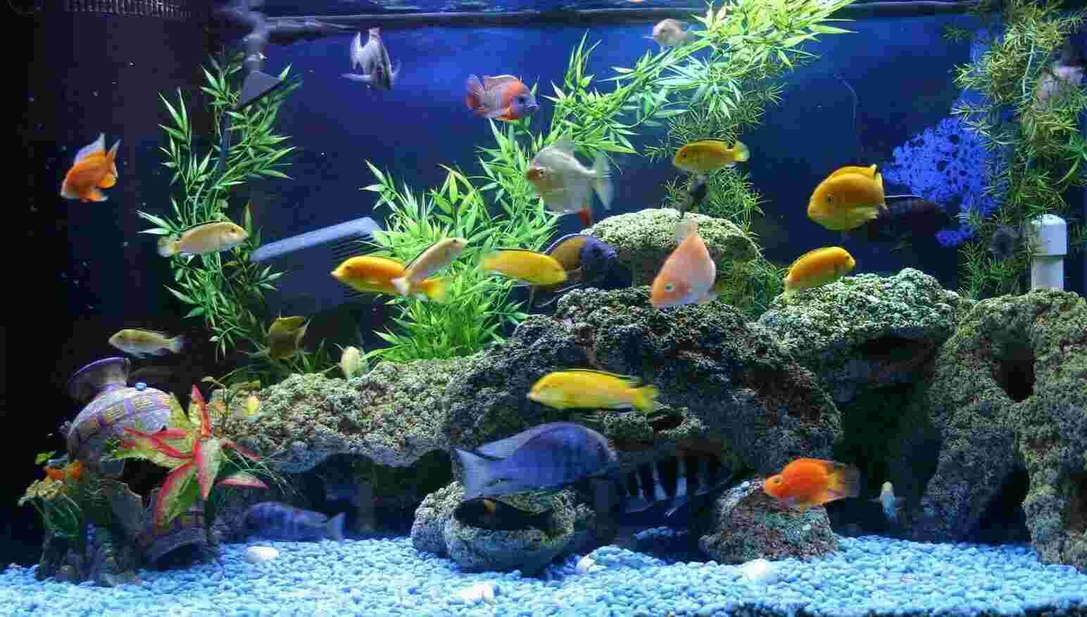 Aquarium Meaning and Definition