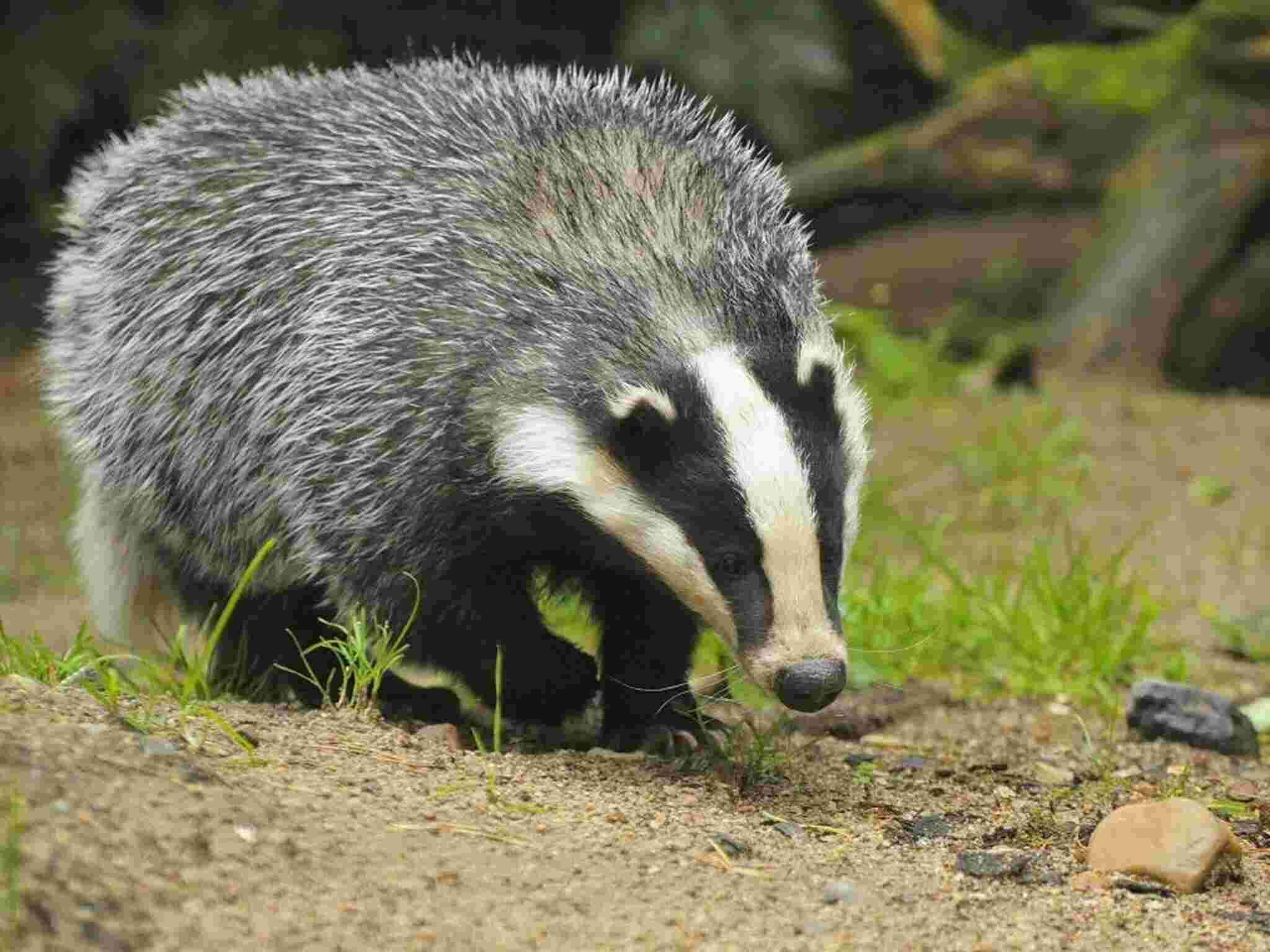 Badger Meaning and Definition