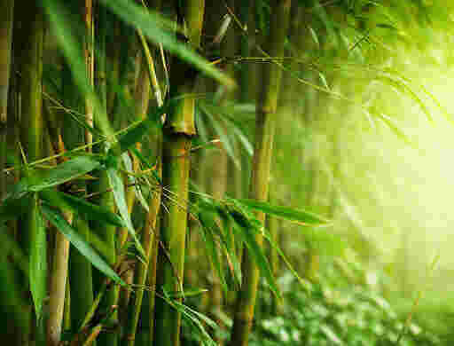 Bamboo Meaning and Definition