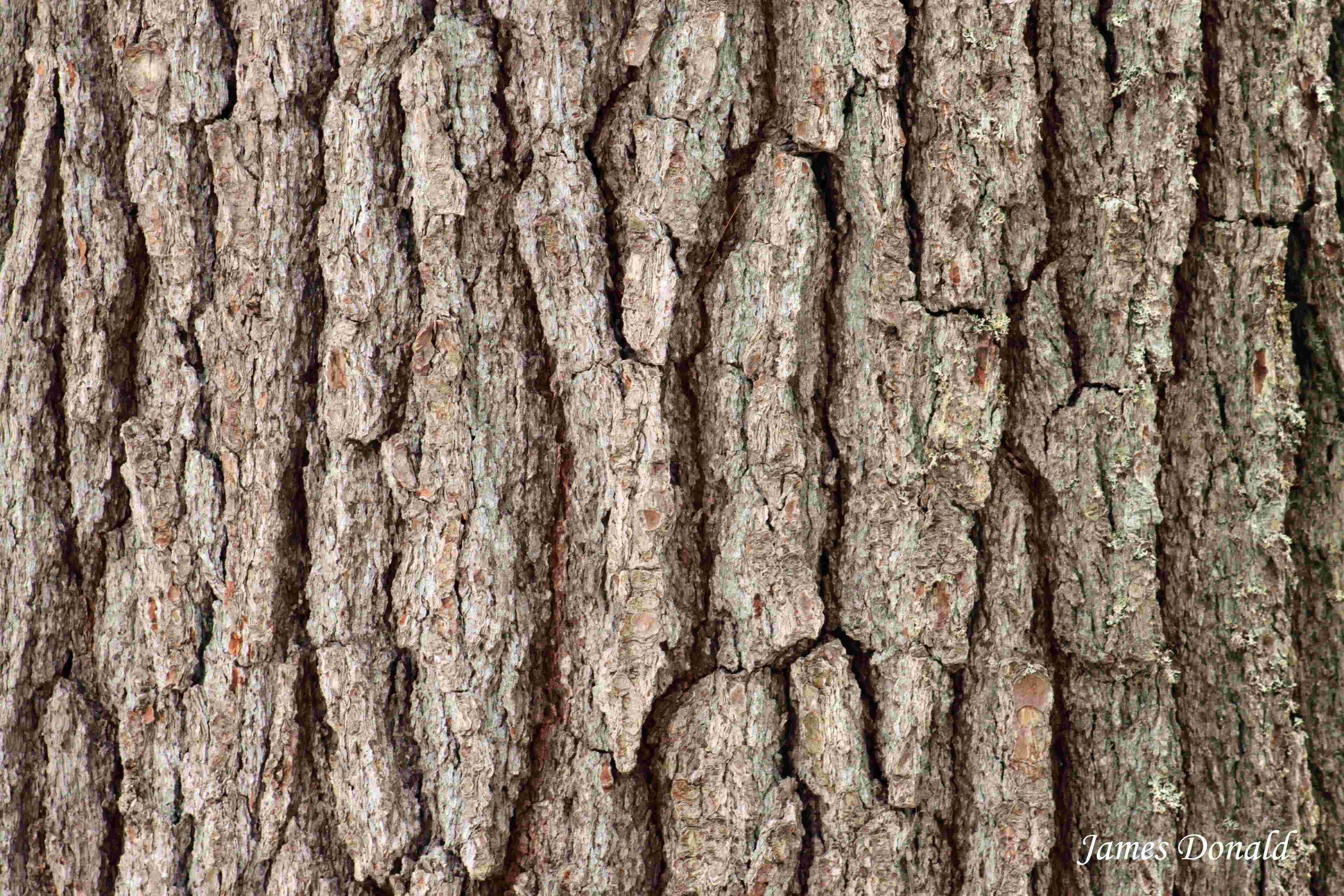 Bark Meaning and Definition