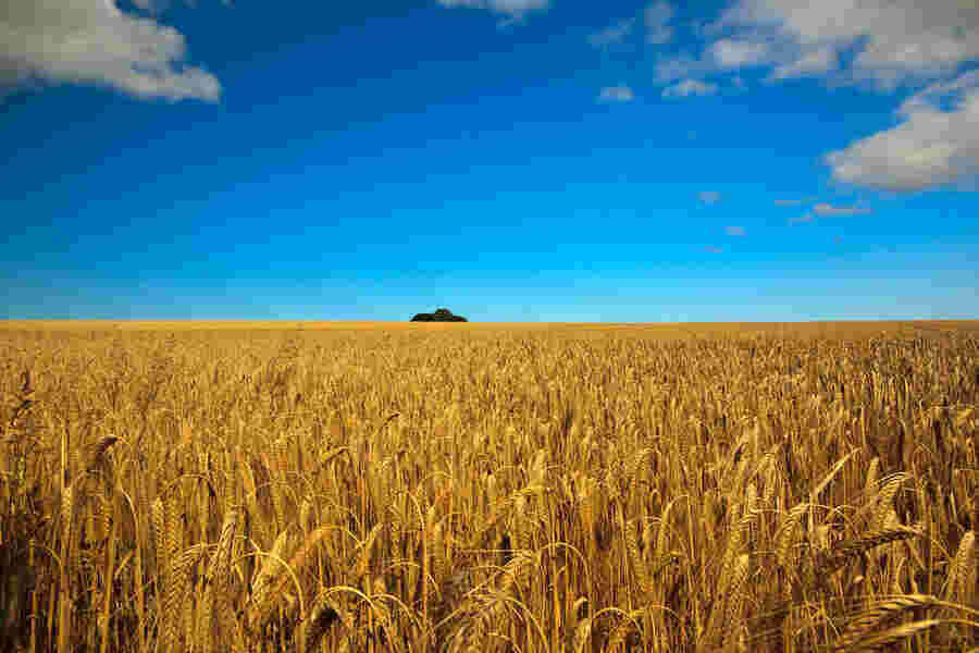 Barley Meaning and Definition