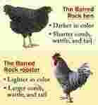 Barred Meaning and Definition