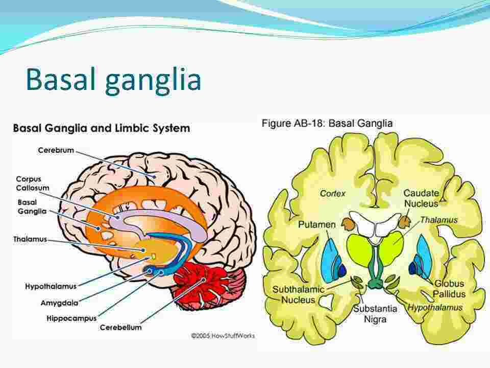 Basal Meaning and Definition