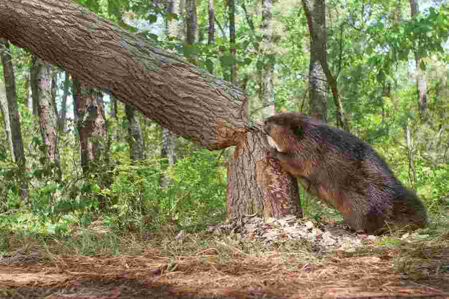Beaver Meaning and Definition