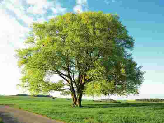 Beech Meaning and Definition