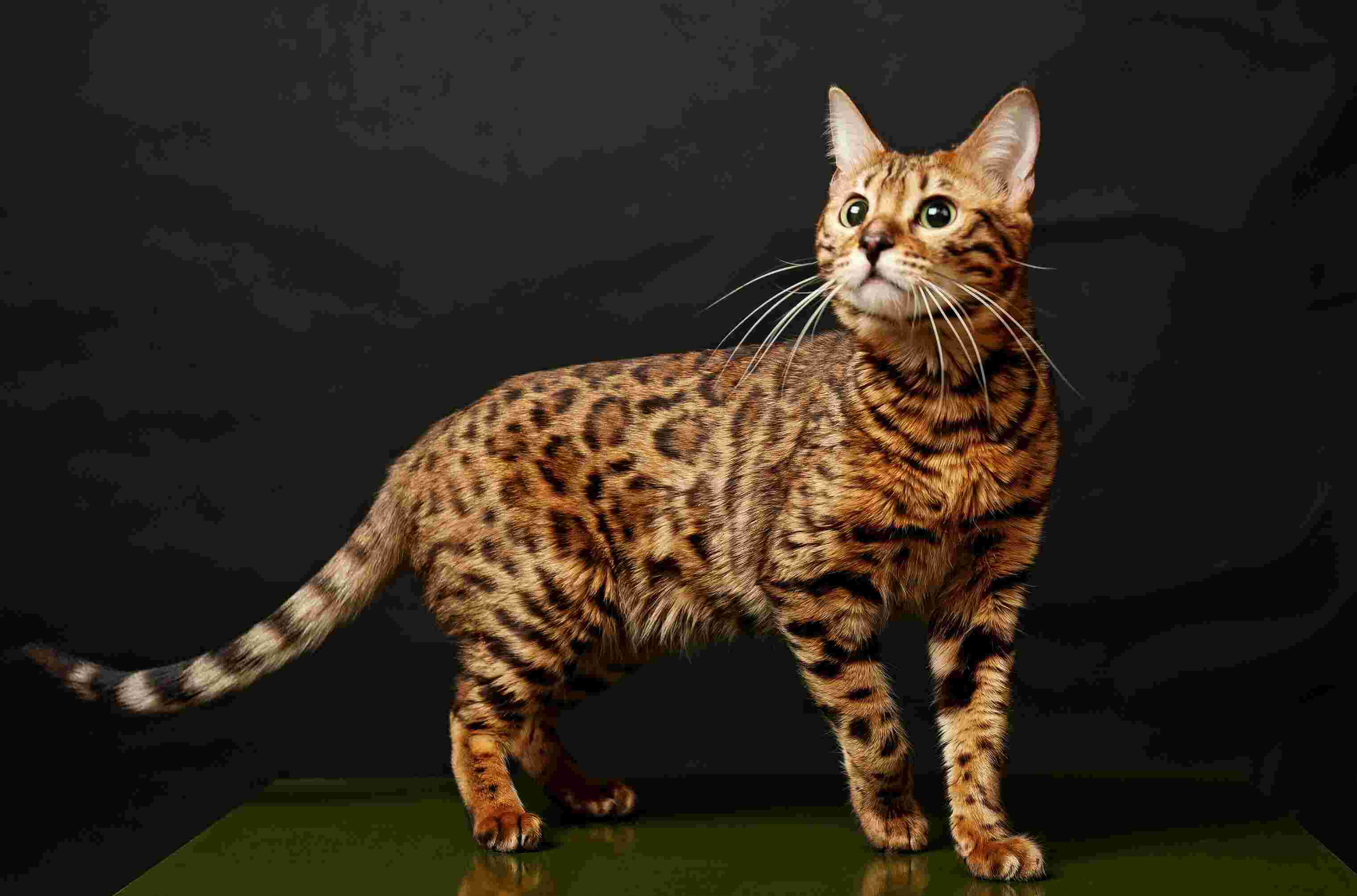 Bengal Meaning and Definition