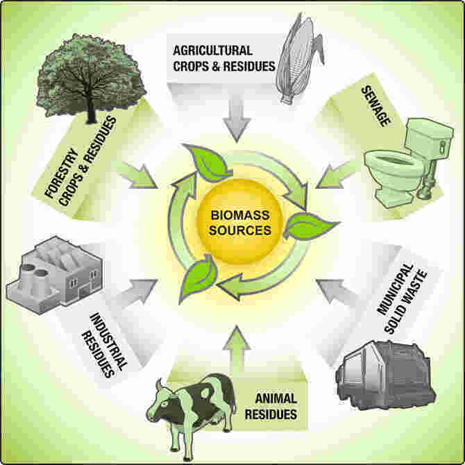 Biomass Meaning and Definition