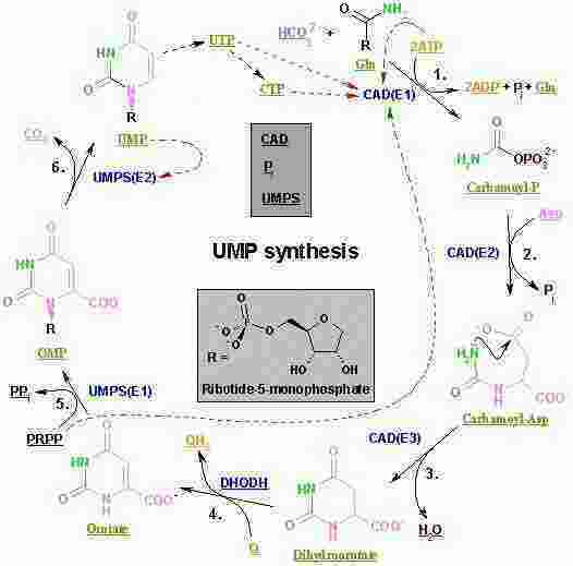 Biosynthesis Meaning and Definition