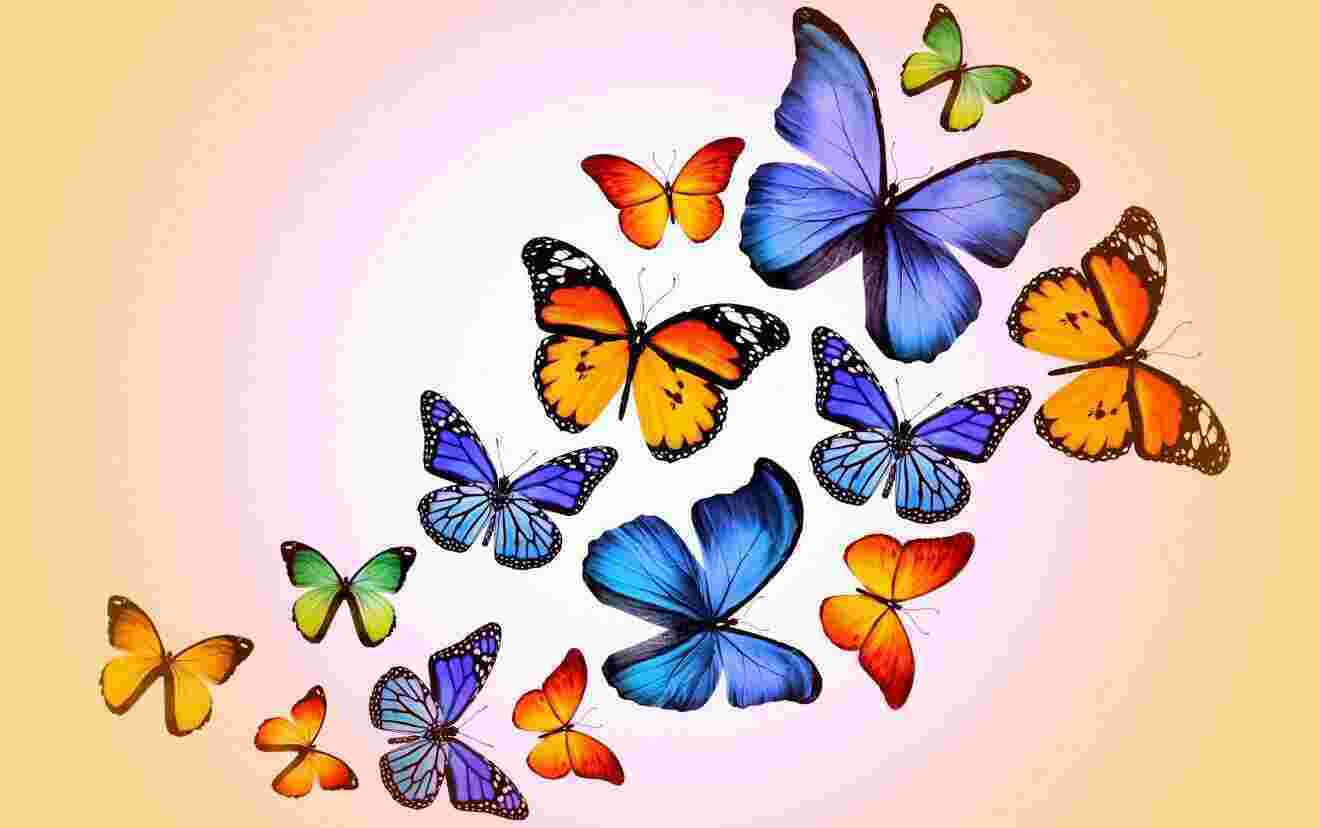 Butterflies Meaning and Definition