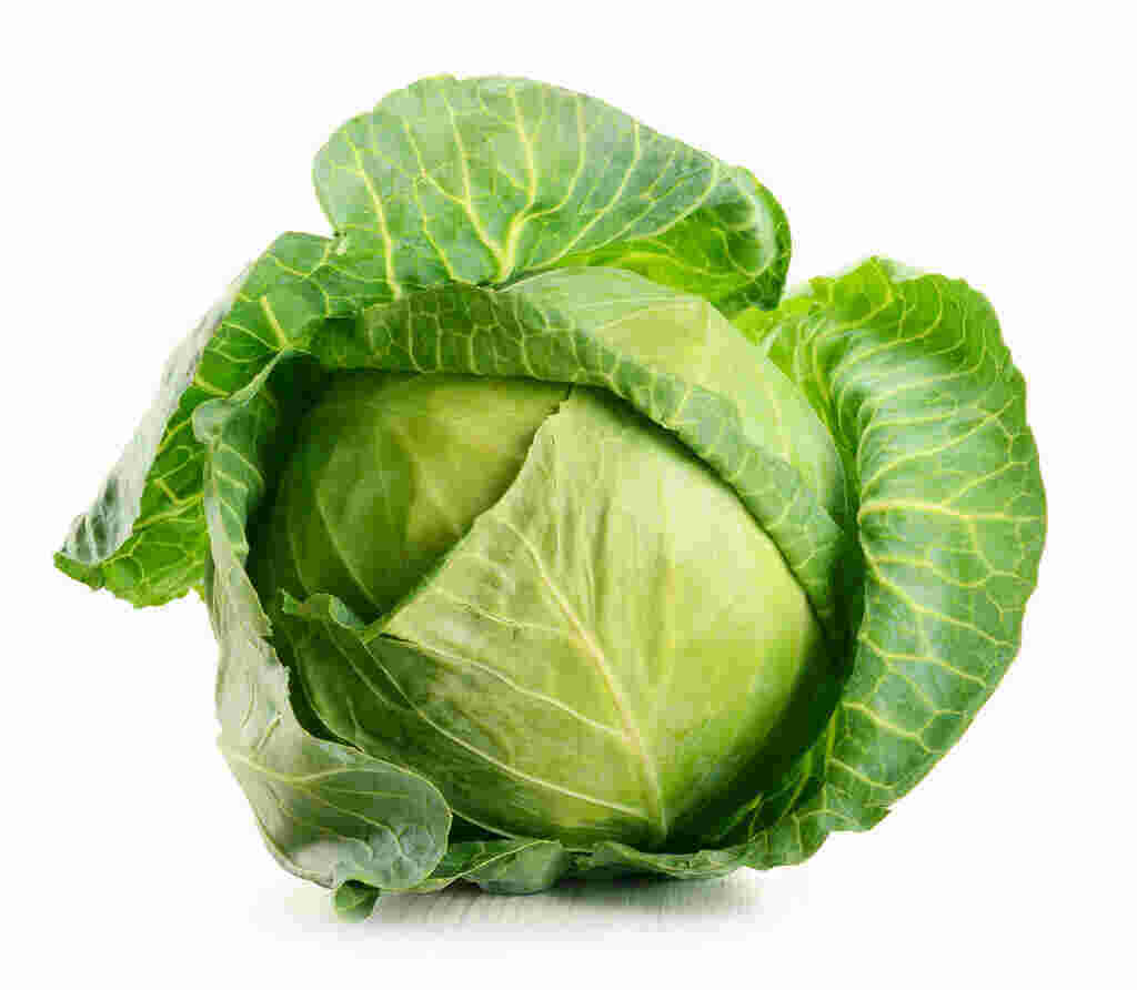Cabbage Meaning and Definition