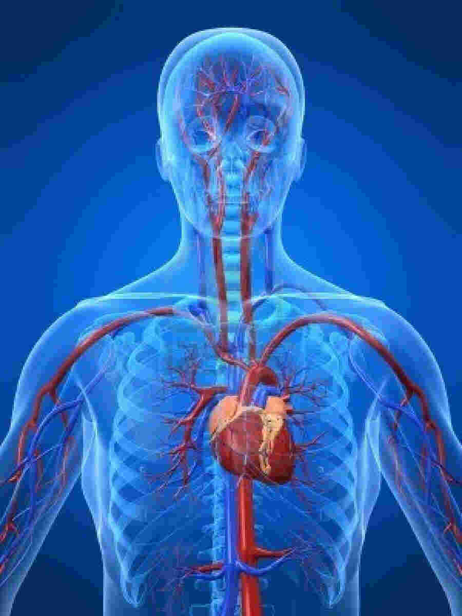 Cardiovascular Meaning and Definition