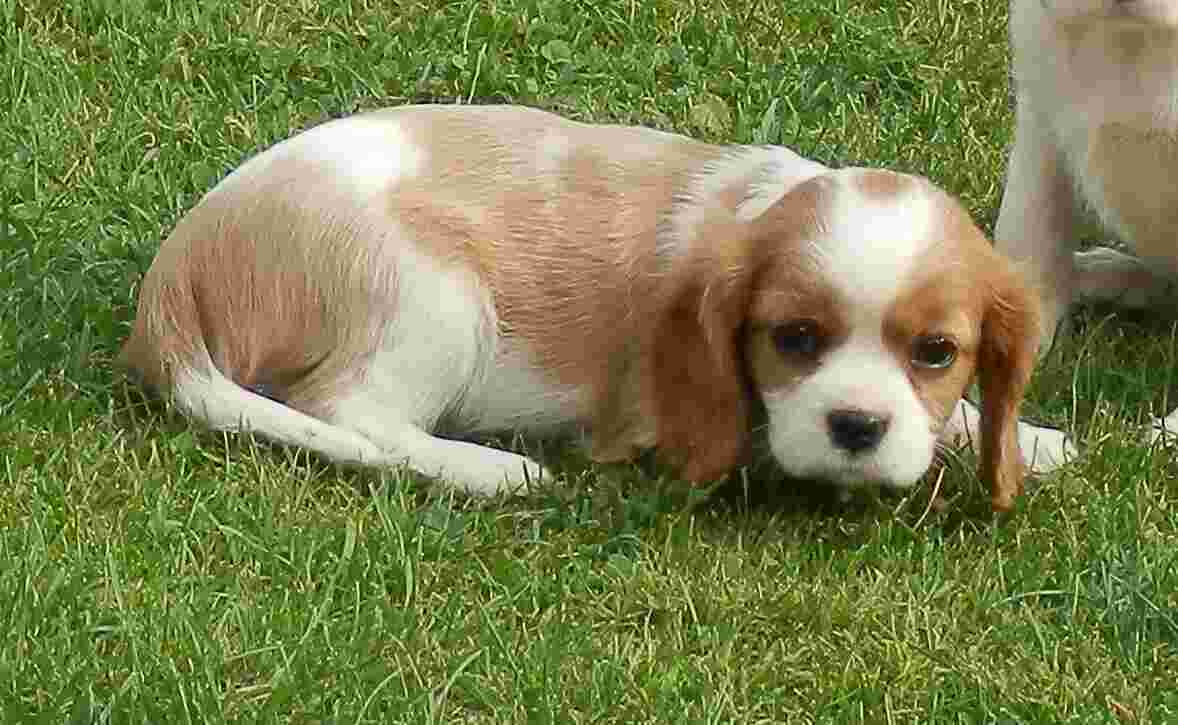Cavalier Meaning and Definition