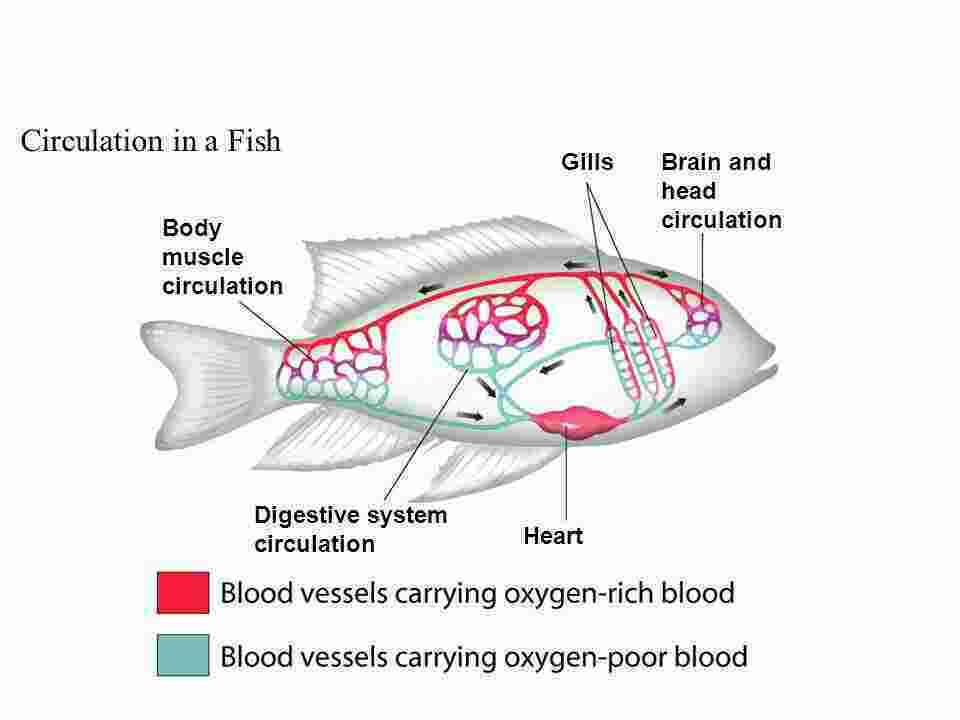 Circulation Meaning and Definition