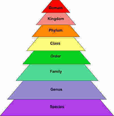 Classification Meaning and Definition