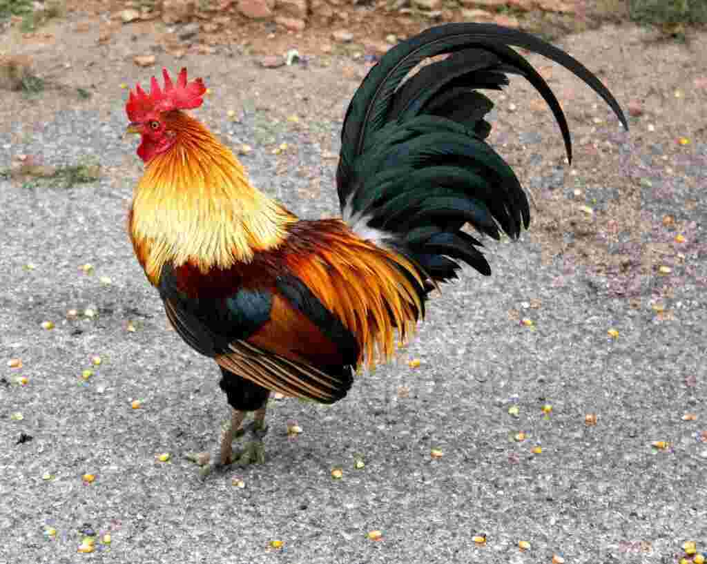 Cock Meaning and Definition