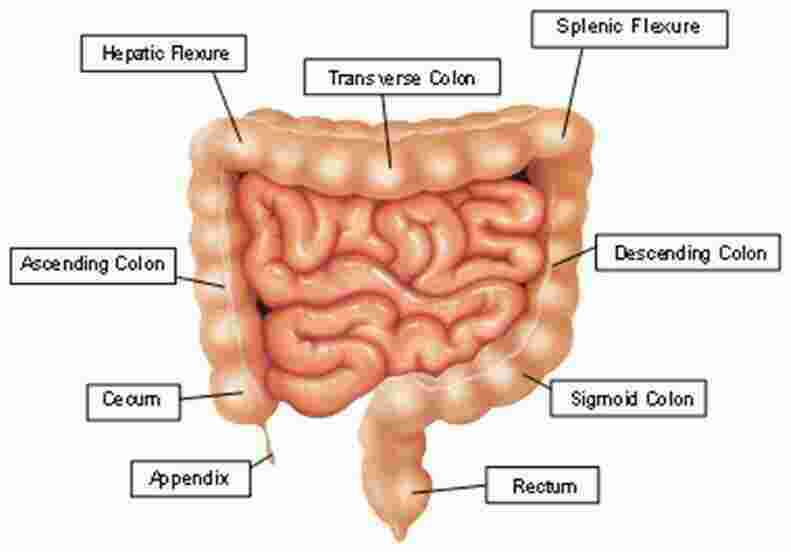 Colon Meaning and Definition