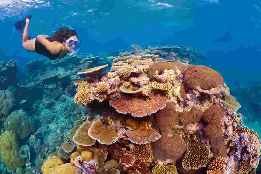 Coral Meaning and Definition