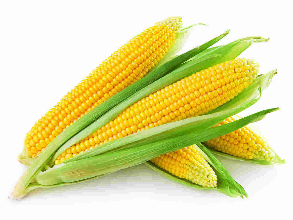 Corn Meaning and Definition