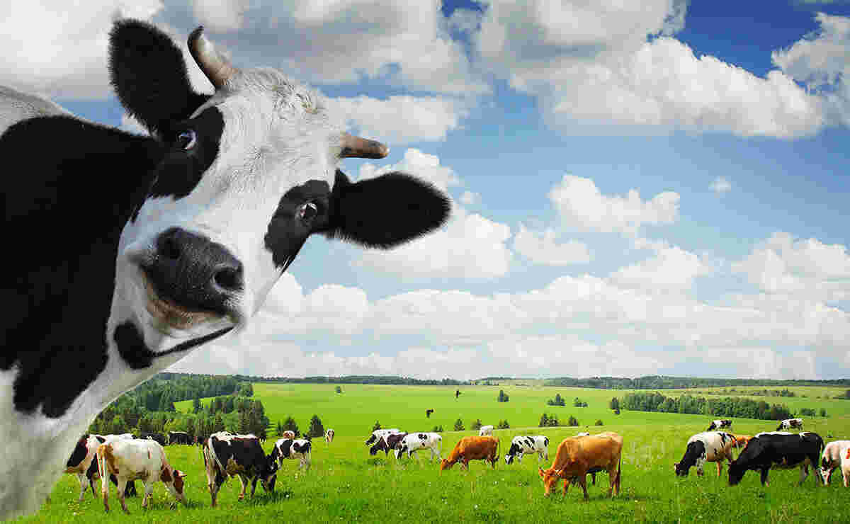 Cows Meaning and Definition
