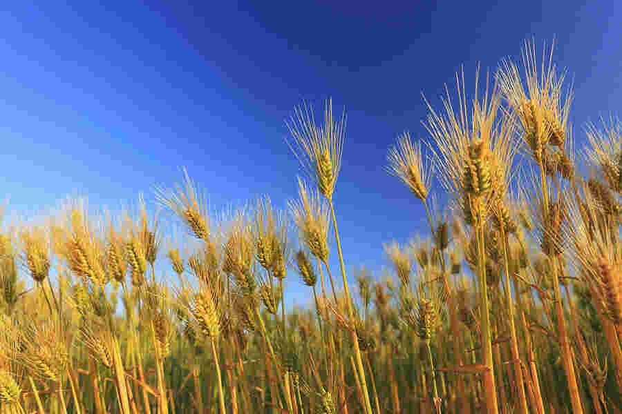 Cultivated Meaning and Definition