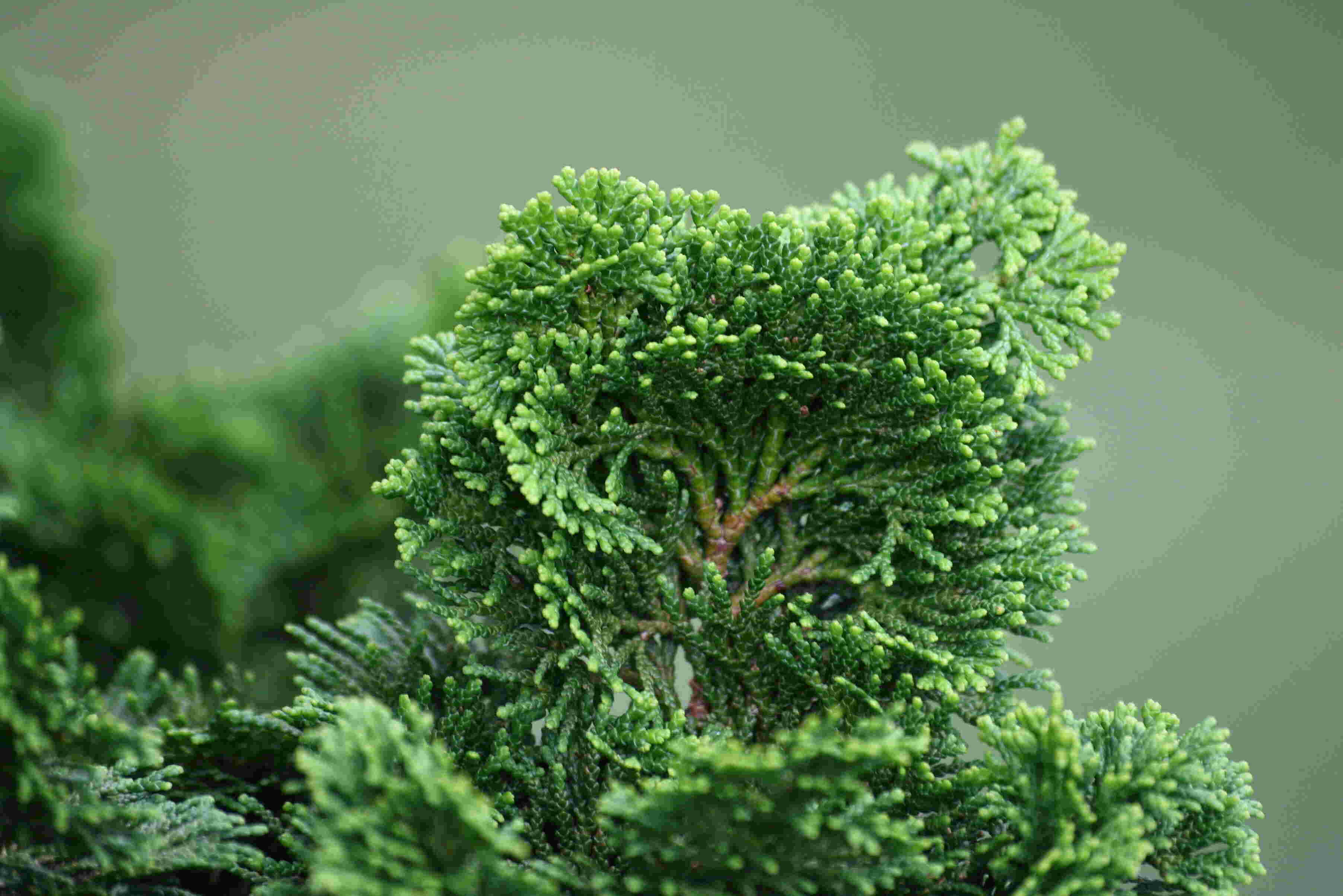 Cypress Meaning and Definition