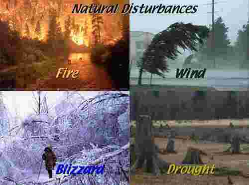 Disturbance Meaning and Definition