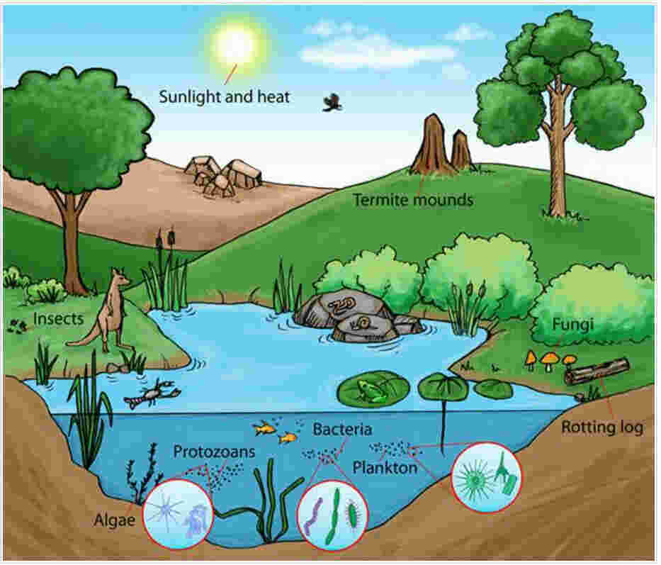 Ecosystem Meaning and Definition
