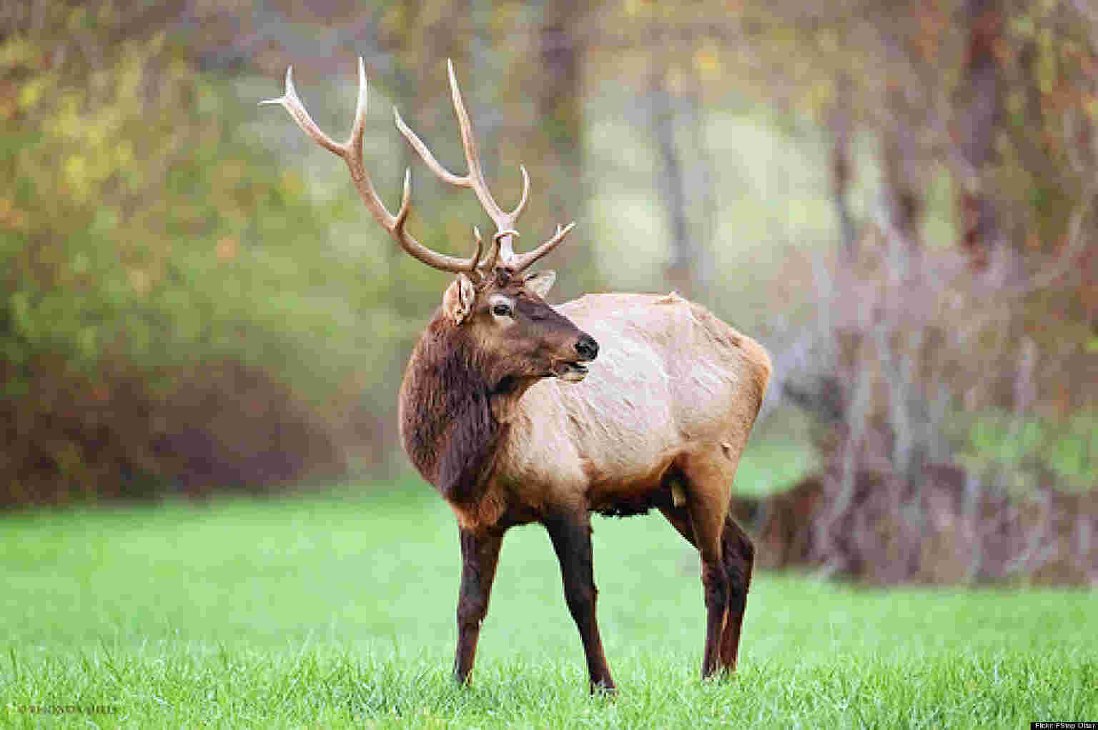 Elk Meaning and Definition
