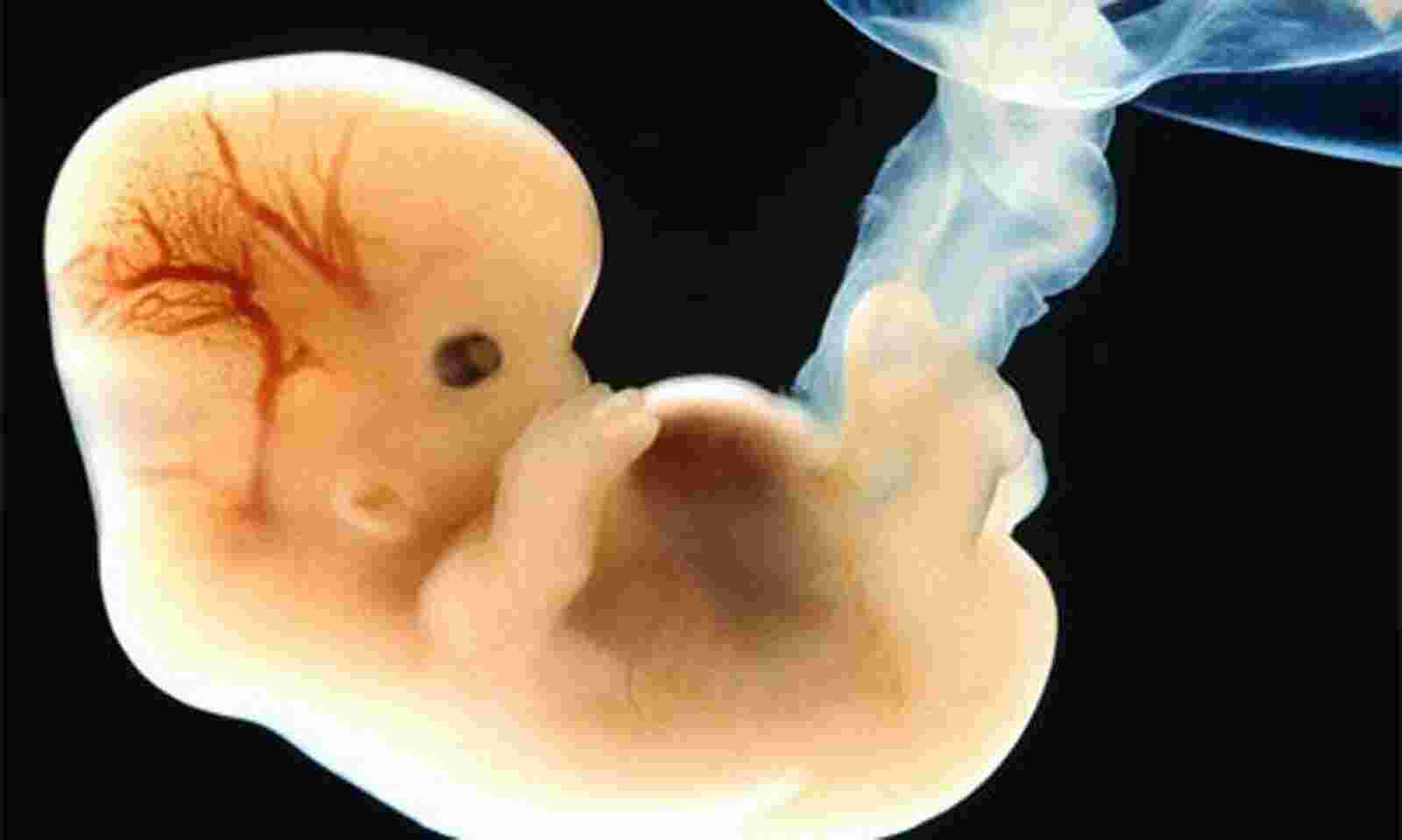 Embryo Meaning and Definition