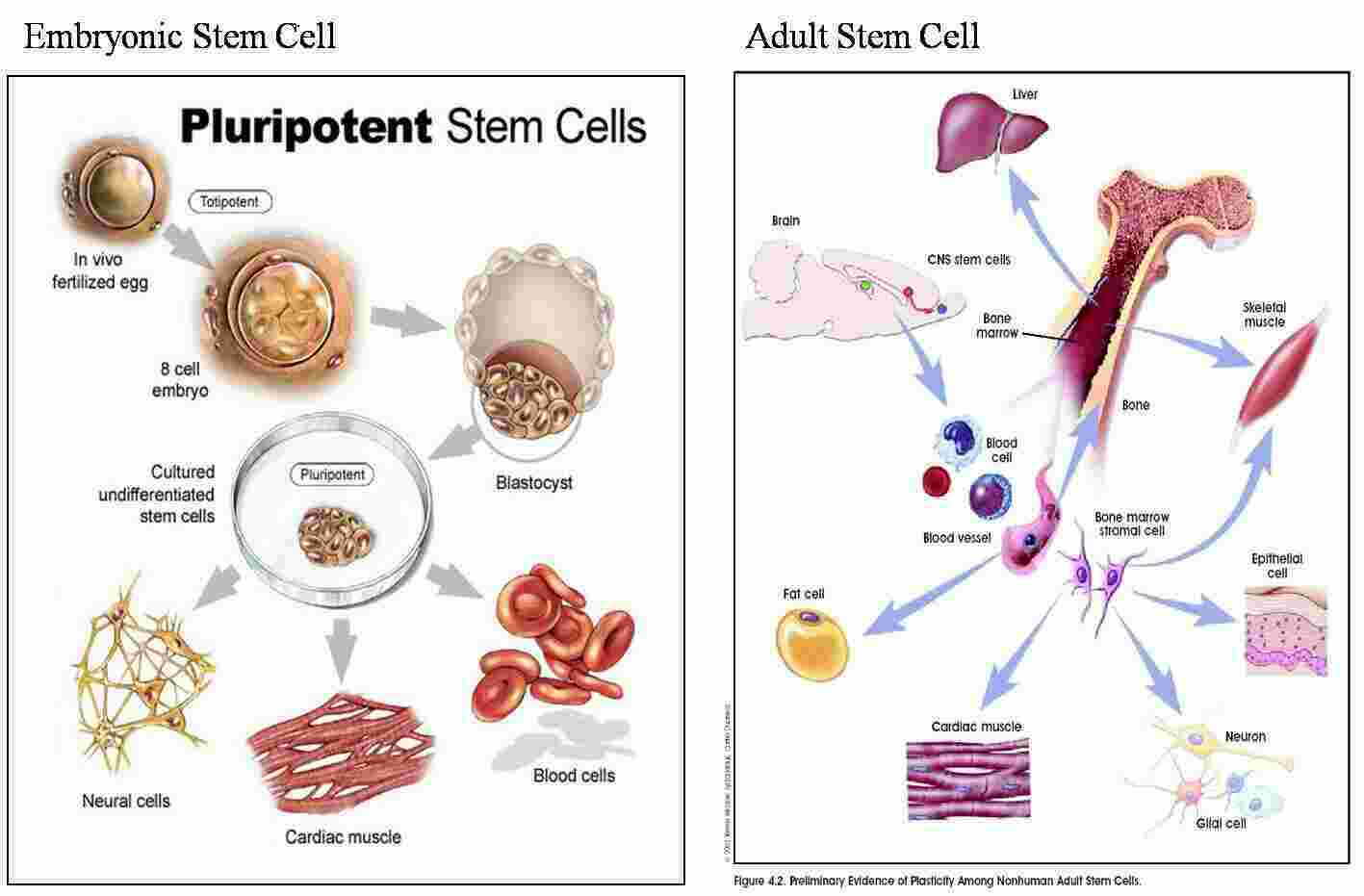 Embryonic Meaning and Definition