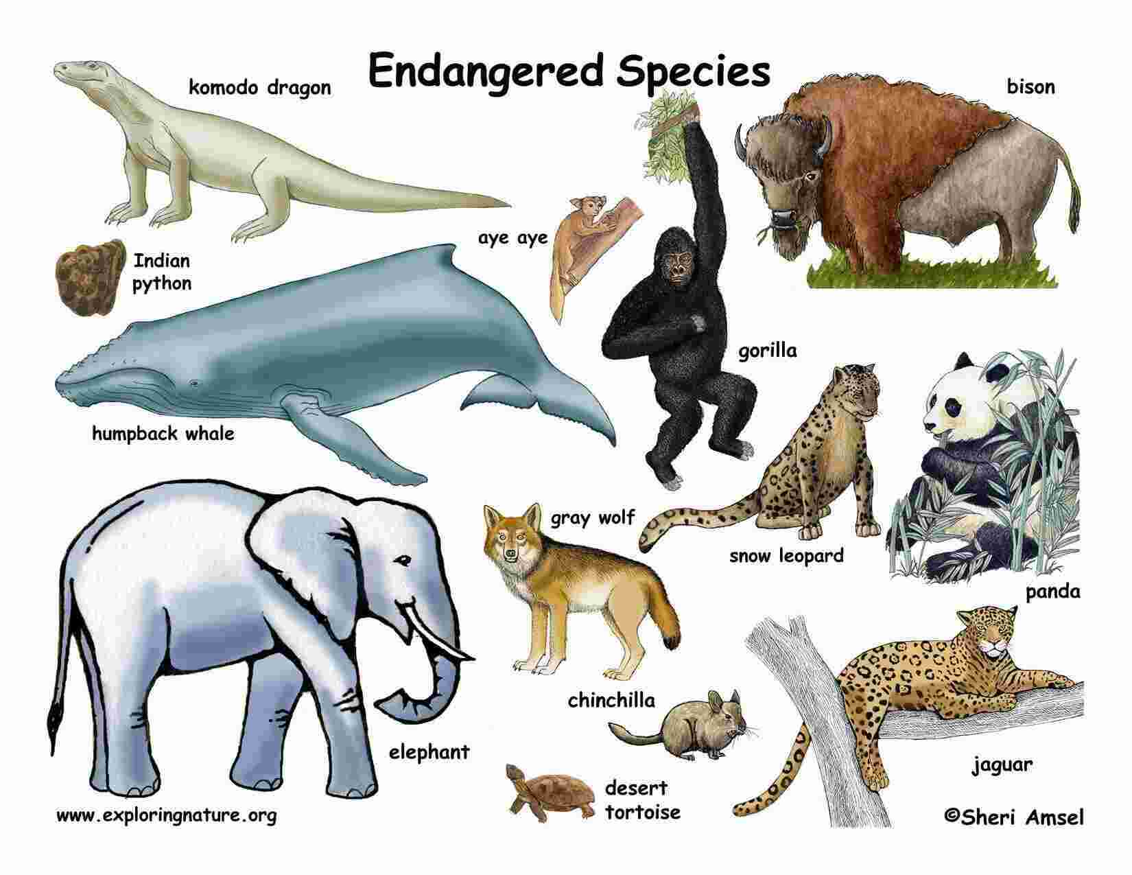 Endanger Meaning and Definition
