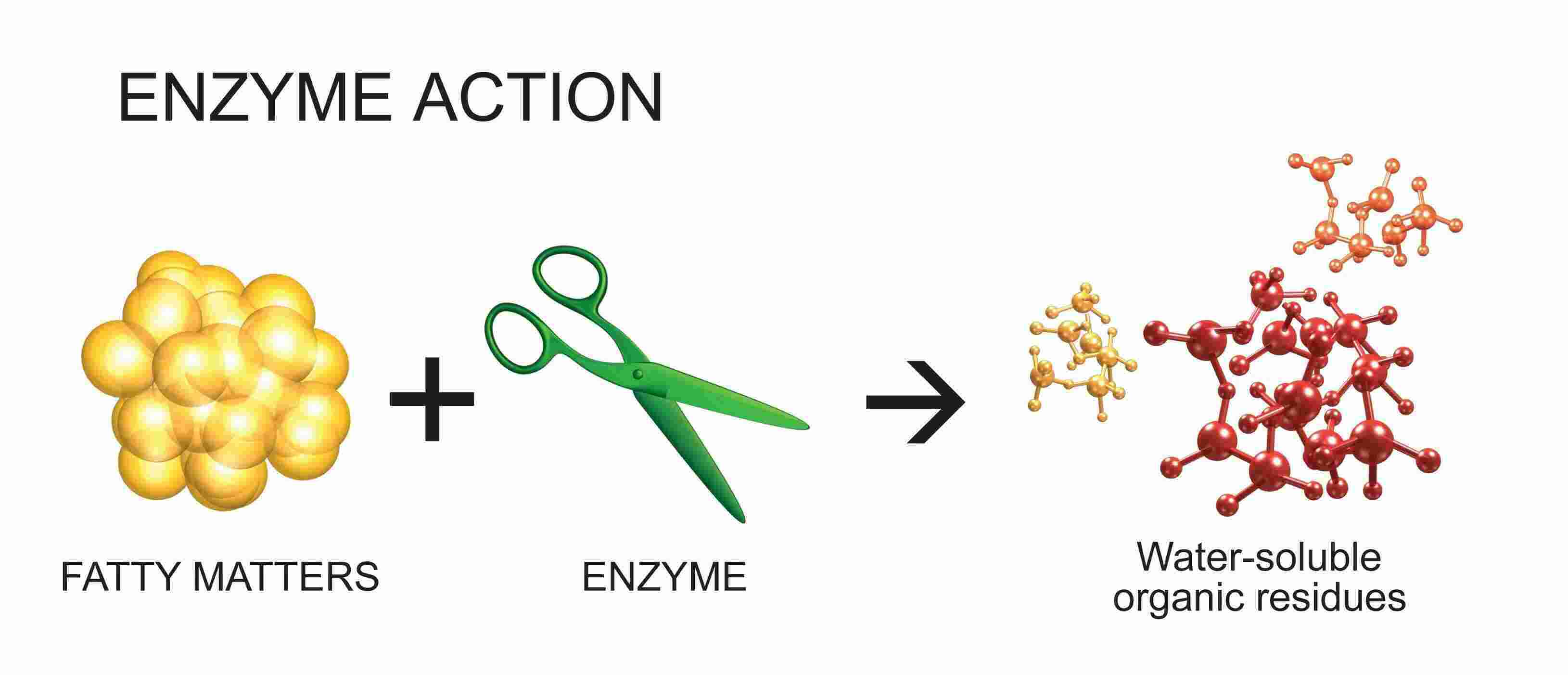 Enzyme Meaning and Definition