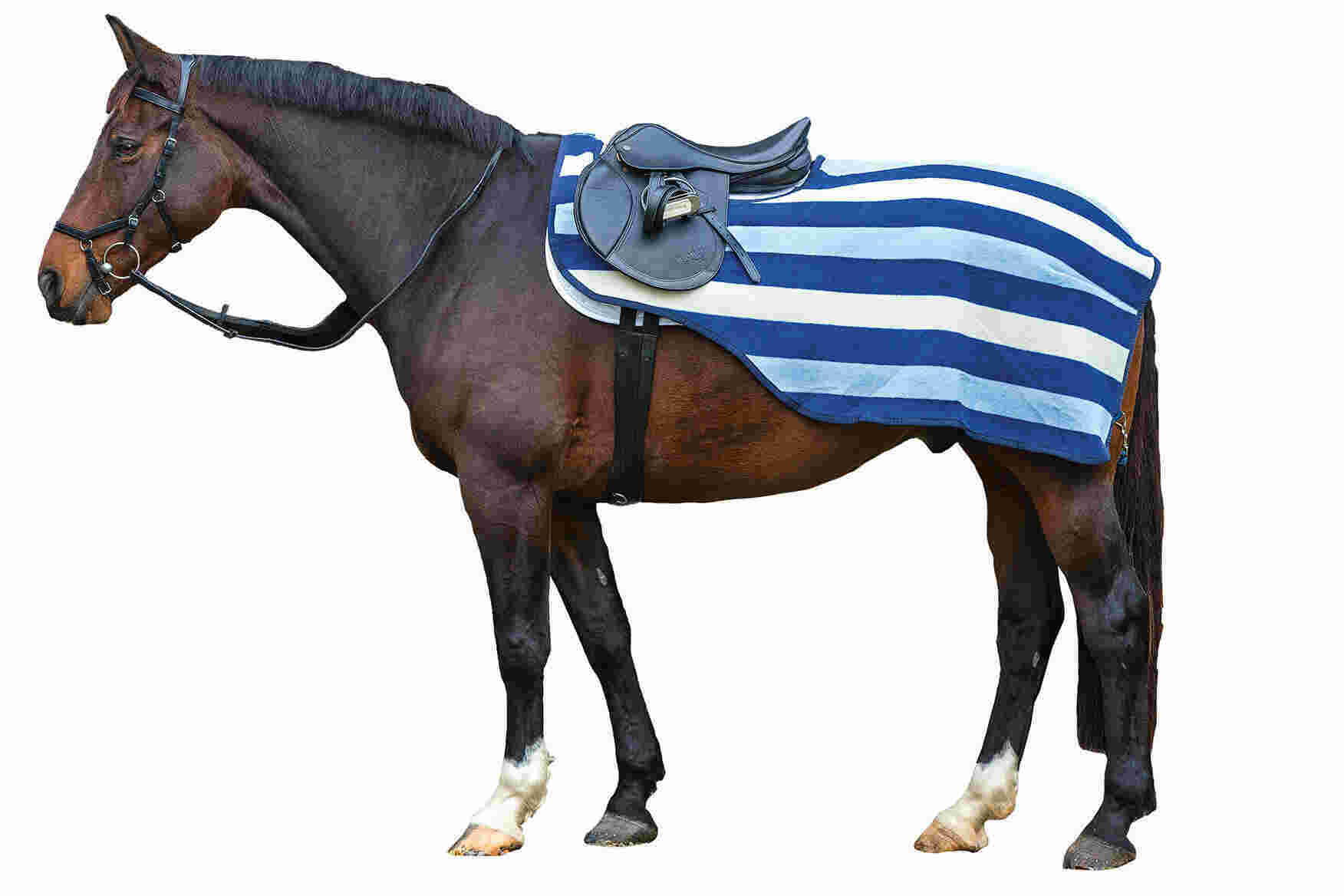 Equestrian Meaning and Definition