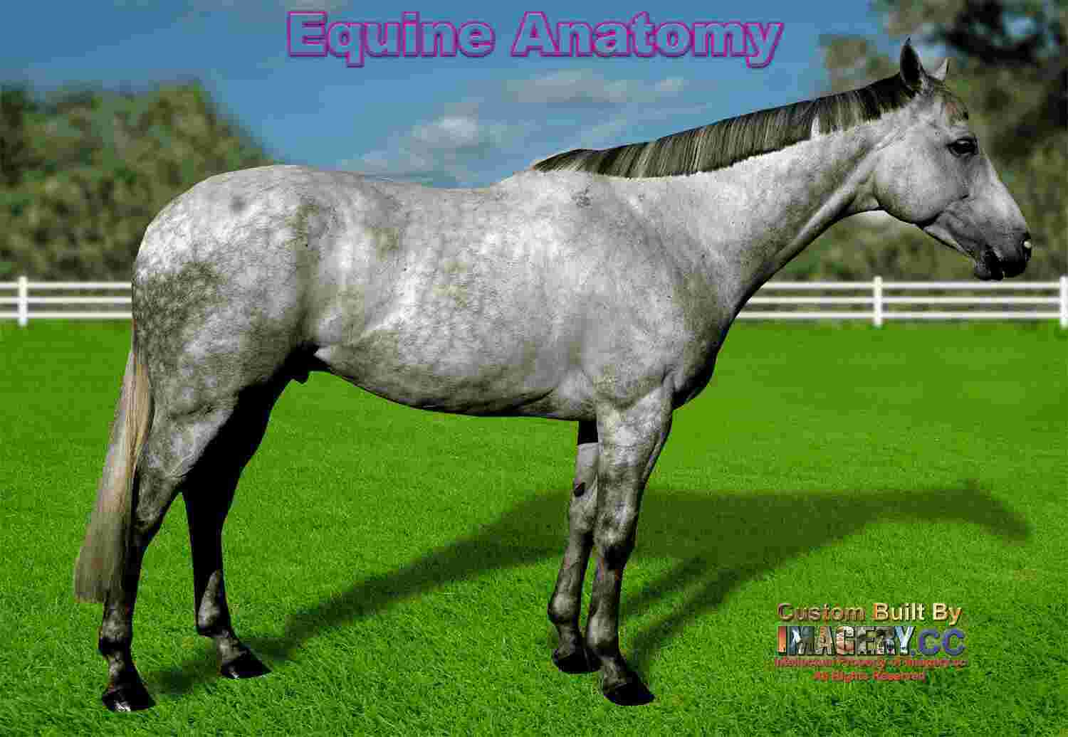 Equine Meaning and Definition