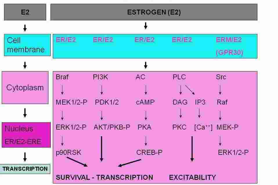 Estrogen Meaning and Definition