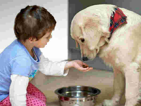 Feeding Meaning and Definition