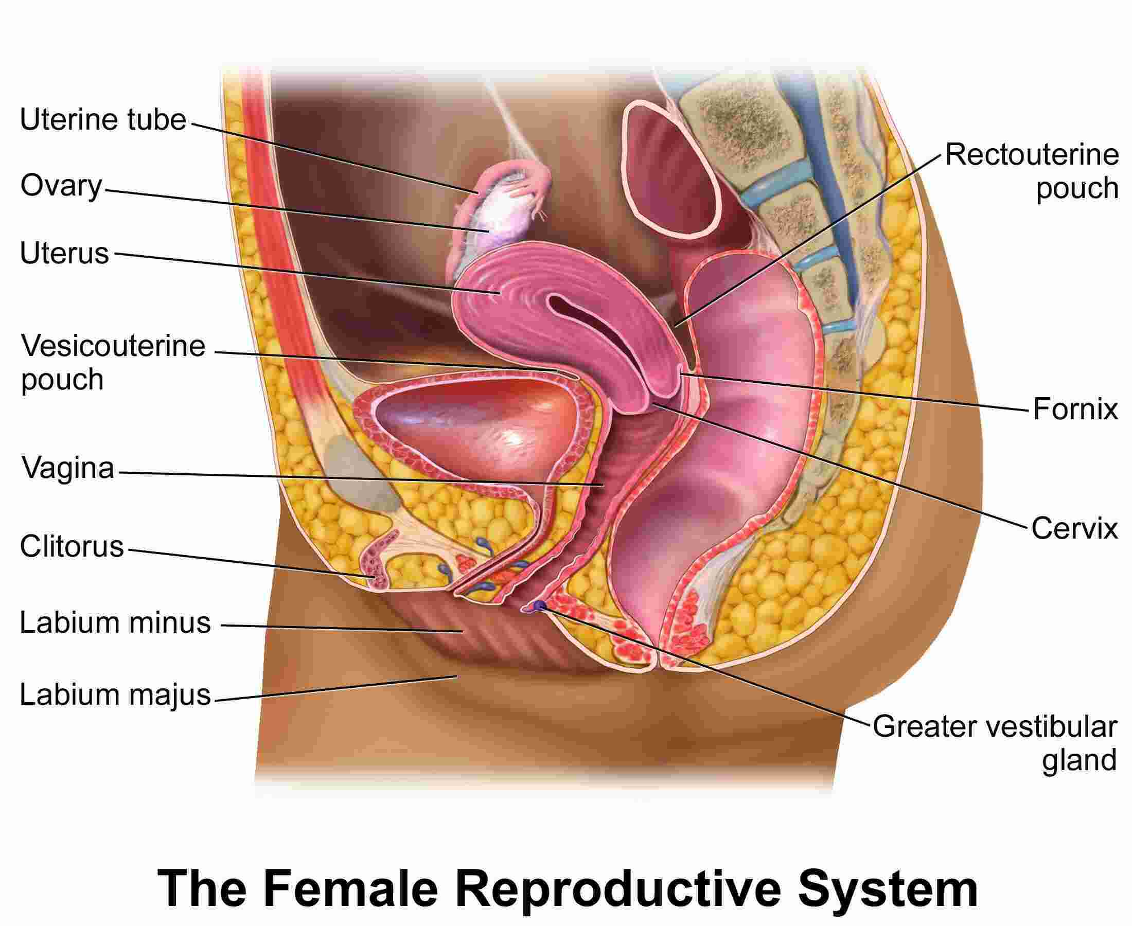 Female Meaning and Definition