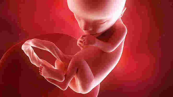 Fetal Meaning and Definition