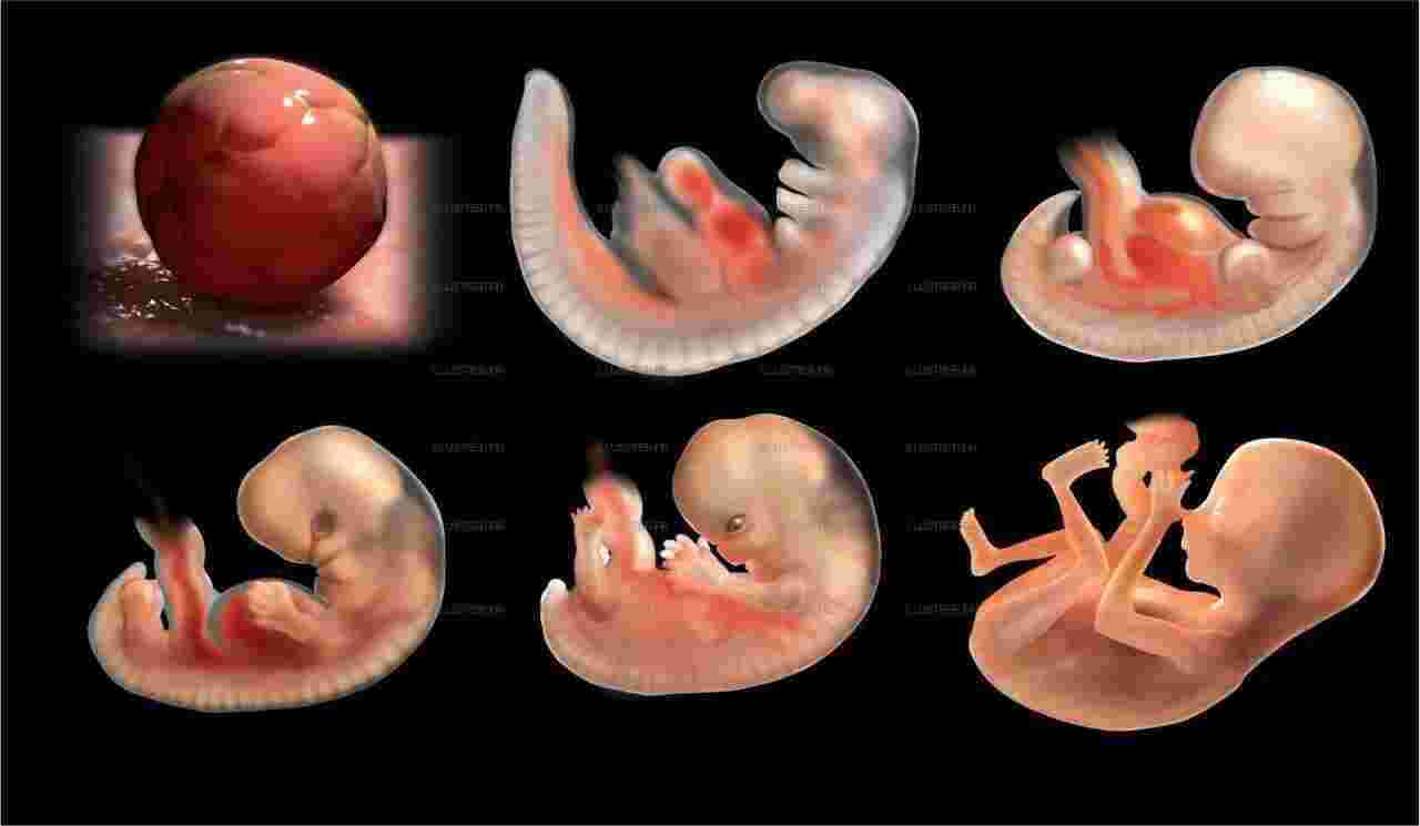 Fetus Meaning and Definition