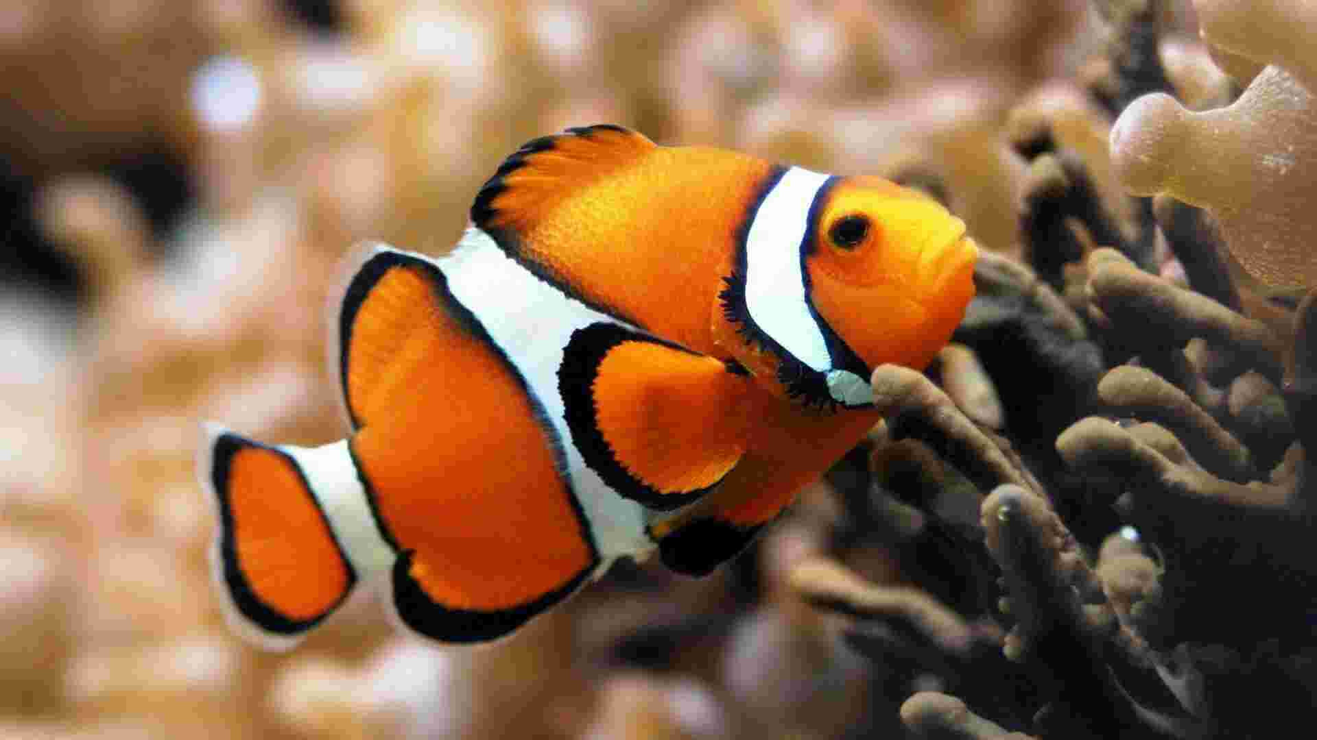 Fishes Meaning and Definition