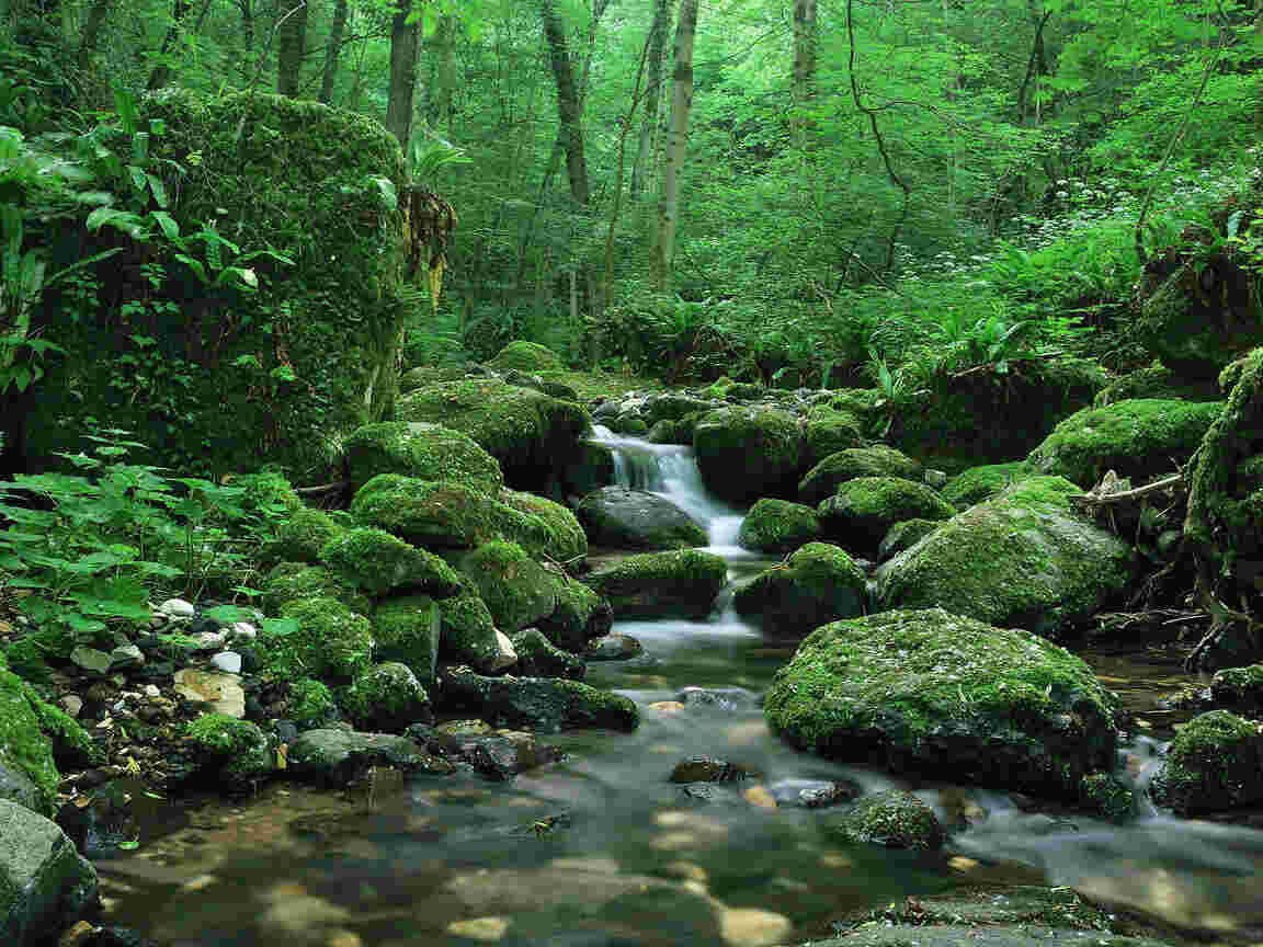 Forest Meaning and Definition